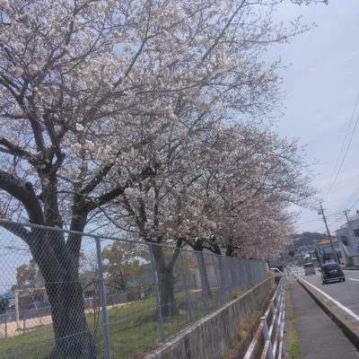 桜