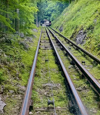 緑に囲まれた山間を走るケーブルカー
