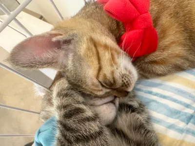 寄り添う猫たちの甘い夢