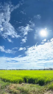 夏の日差しに輝く広大な田園風景