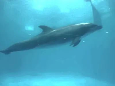 水族館のイルカ