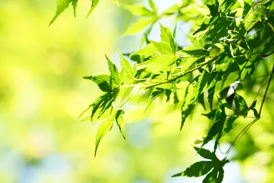 爽やかな新緑の葉と光の調和