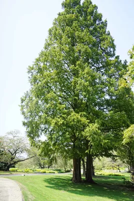 緑豊かな公園の木々