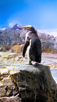 ペンギン