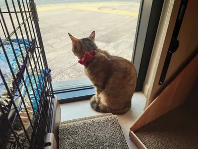 外みる猫