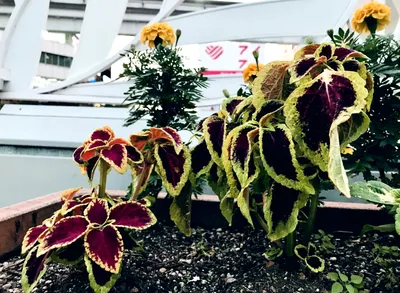 小倉駅植え込み