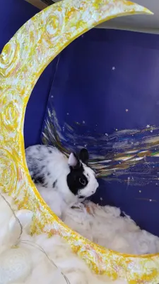 月の使者