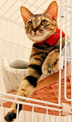 赤いリボンをつけたリラックス猫