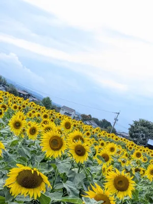 ひまわり畑