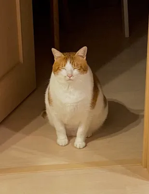 扉の前でたたずむ猫のひととき