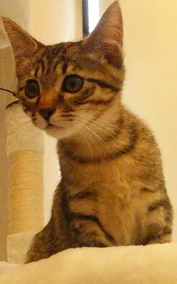 好奇心いっぱいのキジトラ子猫