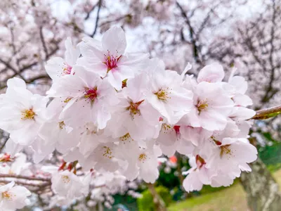 満開の桜と春の訪れ