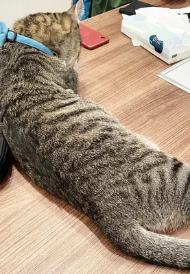 デスクでくつろぐ猫