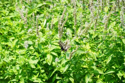夏の草原に舞う美しい蝶