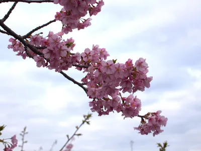 空と観る河津桜1