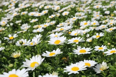 ノースポールの花壇