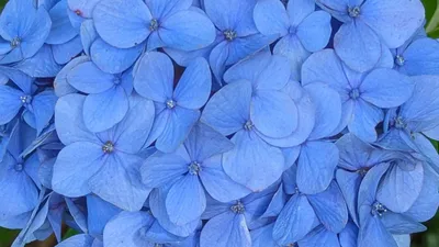 蒼の紫陽花②(横)