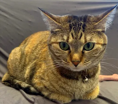 穏やかな時間を過ごす猫