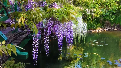 池に垂れる藤の花と緑の橋
