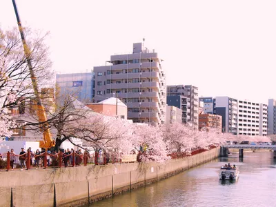 春の川辺を彩る桜とクルーズ
