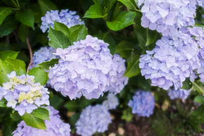雨上がりに咲く紫陽花の花