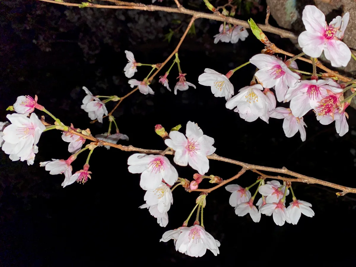 夜桜満開の美しさ
