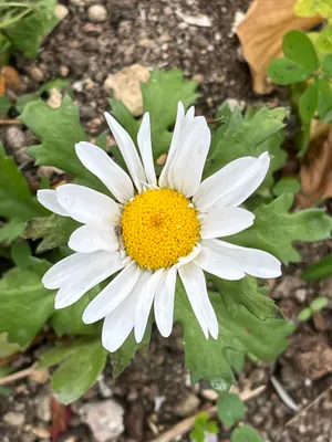 デイジーみたいな花