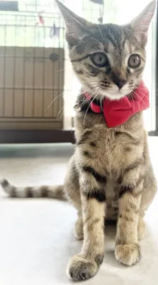 赤いリボンをつけた愛らしい子猫