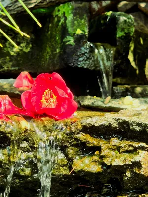 椿の花と滝
