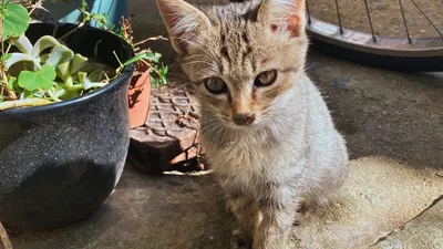 子猫