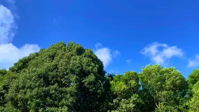青空にそびえる大きな常緑樹