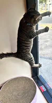 ジャンプする猫の躍動感