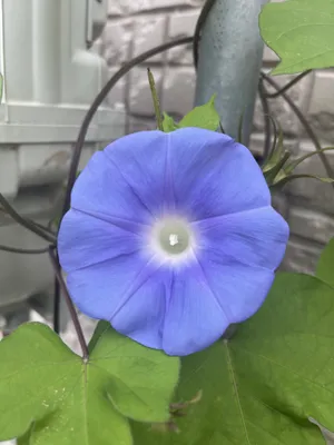 時差ボケ朝顔