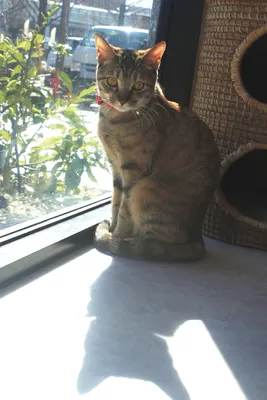 逆光の窓辺に座る猫