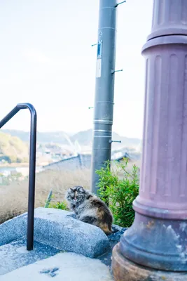 路上でくつろぐ猫の午後