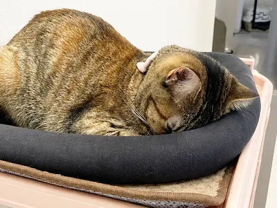 お昼寝する猫の幸せな瞬間
