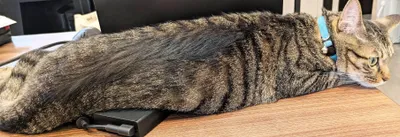 デスク上でリラックスする猫