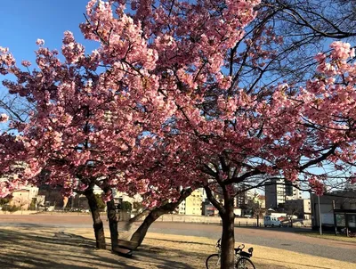勝山公園の桜