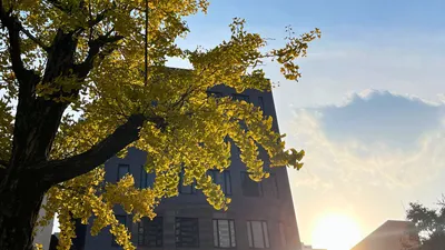 銀杏と夕陽