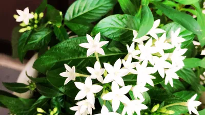 白い星形の花ペンタス