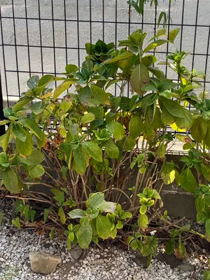植物が遂に夏バテ