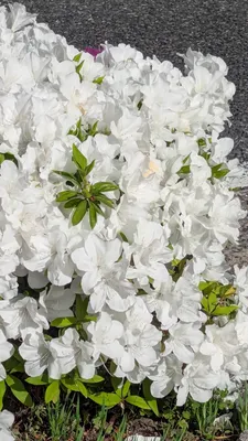 白のツツジ(縦)