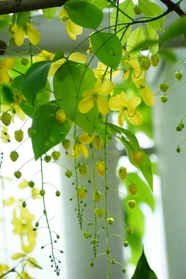 爽やかな黄色の花、癒しのひととき