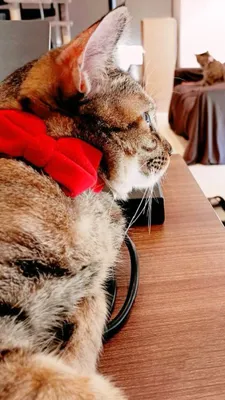 赤いリボンの猫の優雅な横顔