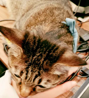 机の上で甘えるタビー猫