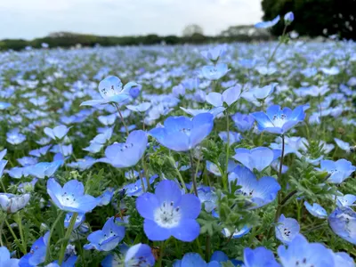 青い花畑が広がるネモフィラの楽園