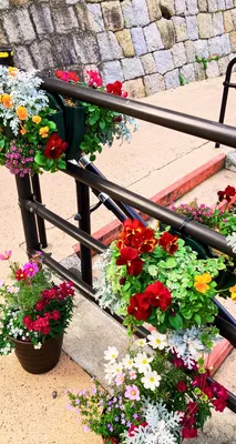 街中の花