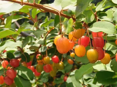 初夏の実り