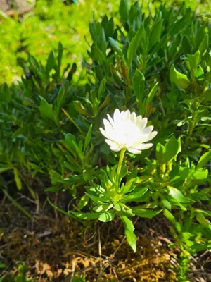 朝日を浴びる綺麗な花2
