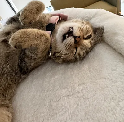 リラックスする猫の至福のひととき